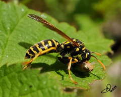 Polistes dominula