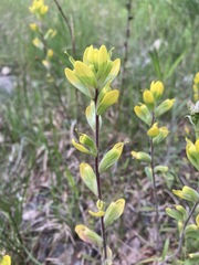 Castilleja kraliana