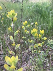 Castilleja kraliana