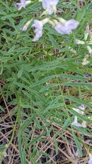 Astragalus miser
