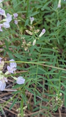 Astragalus miser