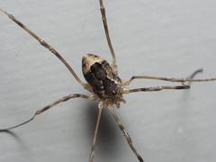 Hadrobunus maculosus