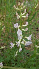 Astragalus miser