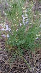 Astragalus miser