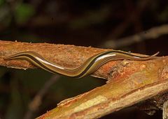 Australopacifica regina