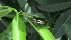 Phaedyma columella singa