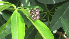 Phaedyma columella singa