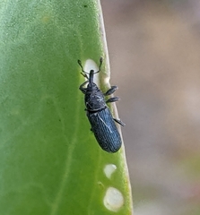 Mecinus janthiniformis