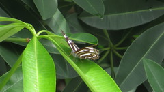 Phaedyma columella singa