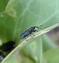 Mecinus janthiniformis