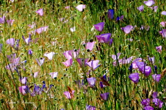Calochortus splendens