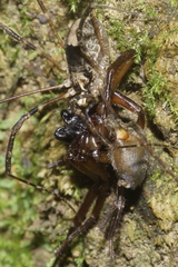 Forsteropsalis inconstans