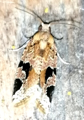 Diastema tigris