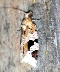 Diastema tigris