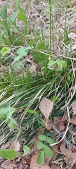Carex pediformis