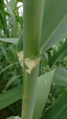 Arundo donax