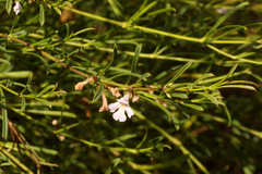 Hemigenia cuneifolia