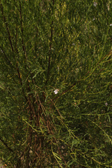 Hemigenia cuneifolia