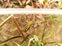 Demonax notabilis