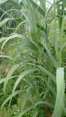 Arundo donax