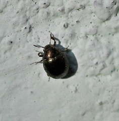 Lamprobyrrhulus nitidus