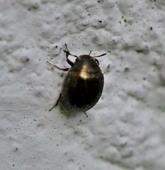 Lamprobyrrhulus nitidus