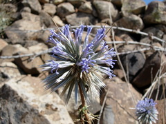 Echinops spinosissimus