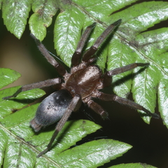 Hypodrassodes maoricus