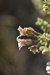 Chaenorhinum villosum