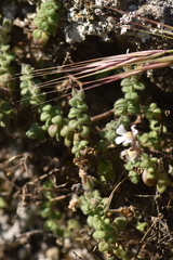Chaenorhinum villosum
