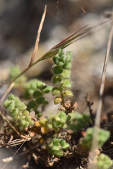 Chaenorhinum villosum