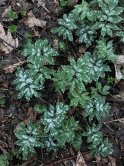 Hydrophyllum virginianum