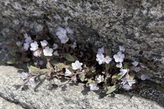 Phacelia vallis-mortae