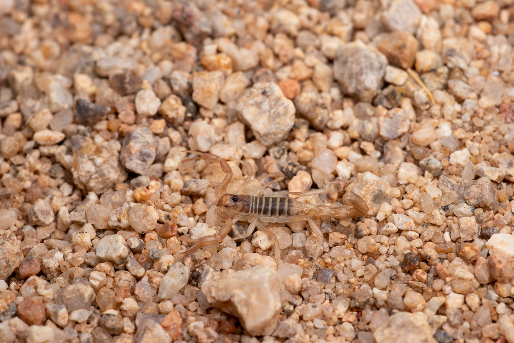 Beck's Desert Scorpion from Riverside County, CA, USA on May 27, 2022