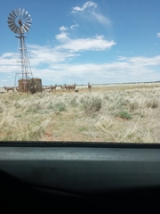 Tragelaphus oryx oryx