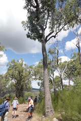 Corymbia clarksoniana