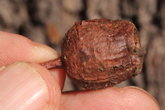 Corymbia clarksoniana