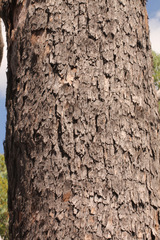 Corymbia clarksoniana