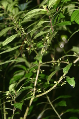 Hoffmannia excelsa