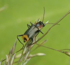 Axinotarsus pulicarius