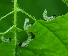 Euura spiraeae
