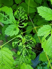 Euura spiraeae