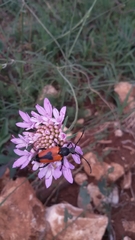 Stictoleptura cordigera