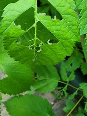 Euura spiraeae