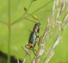 Axinotarsus pulicarius