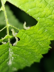 Euura spiraeae