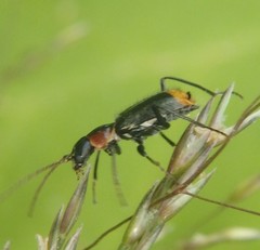 Axinotarsus pulicarius