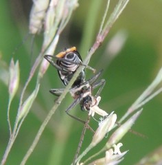 Axinotarsus pulicarius