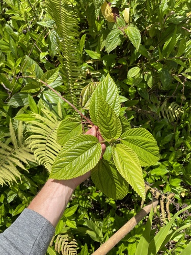 Boehmeria grandis observed 2022-05-26