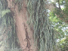 Pyrrosia adnascens